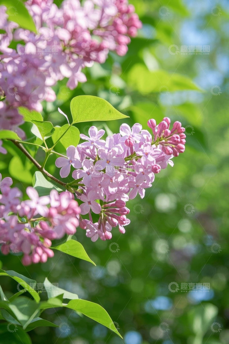 高清大图下载【趣麦麦图】盛开的紫色丁香花特写