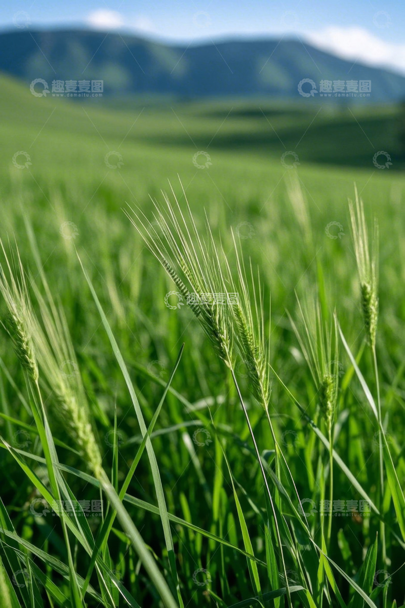 高清大图下载【趣麦麦图】绿色麦田与远山自然风光