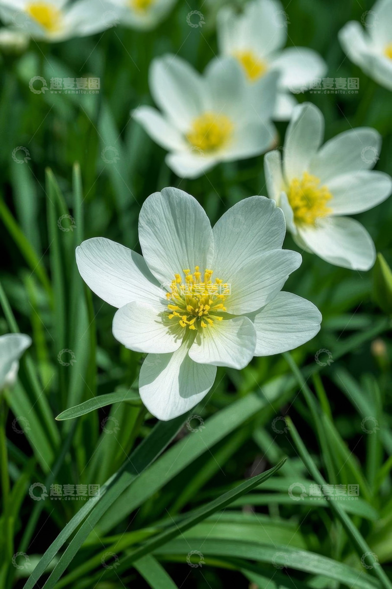 高清大图下载【趣麦麦图】白色花朵特写
