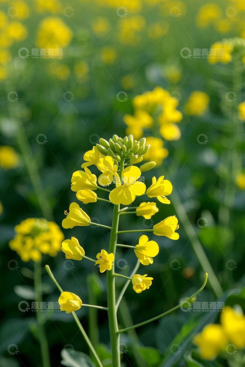 高清大图下载【趣麦麦图】黄色油菜花特写