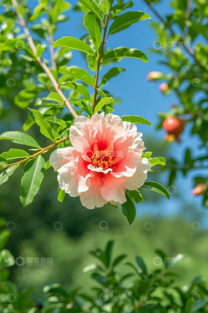 高清大图下载【趣麦麦图】枝头绽放的粉色石榴花