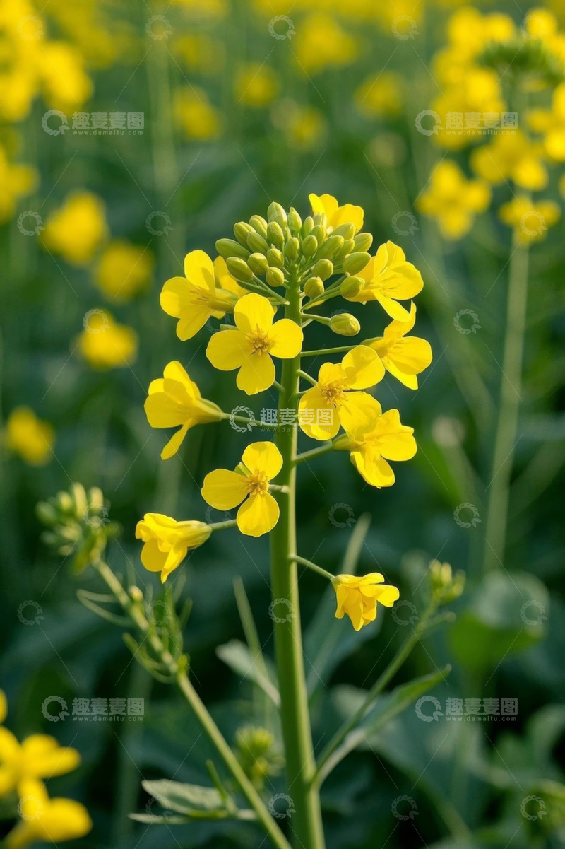 高清大图下载【趣麦麦图】黄色油菜花特写画面