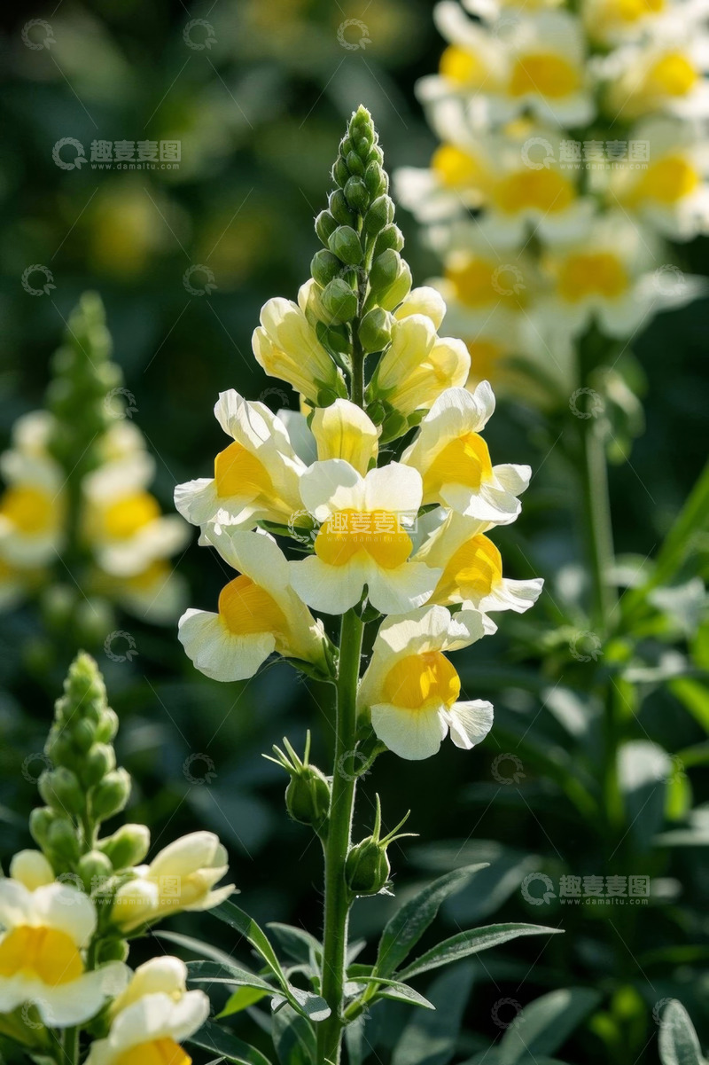 高清大图下载【趣麦麦图】黄色金鱼草花卉特写