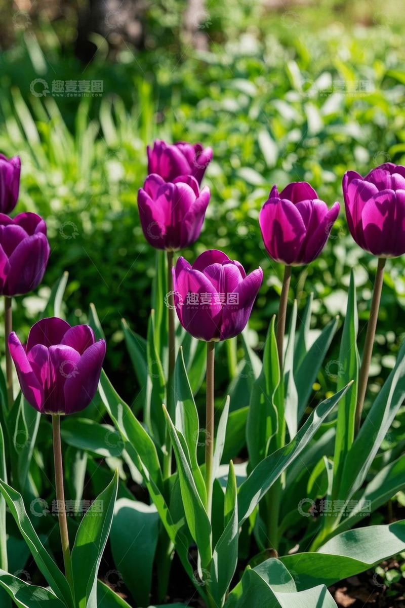 高清大图下载【趣麦麦图】紫色郁金香自然景观