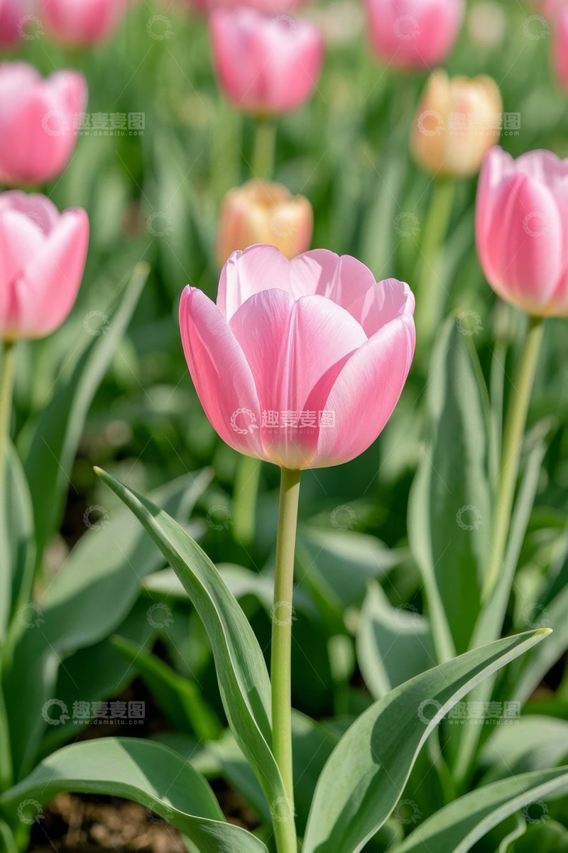 高清大图下载【趣麦麦图】粉色郁金香花卉特写
