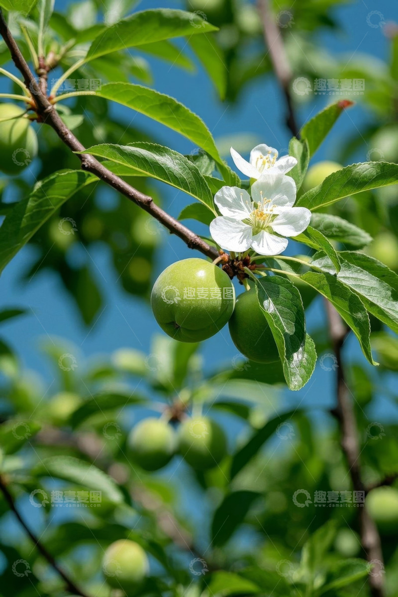 高清大图下载【趣麦麦图】枝头青果与绽放白花特写