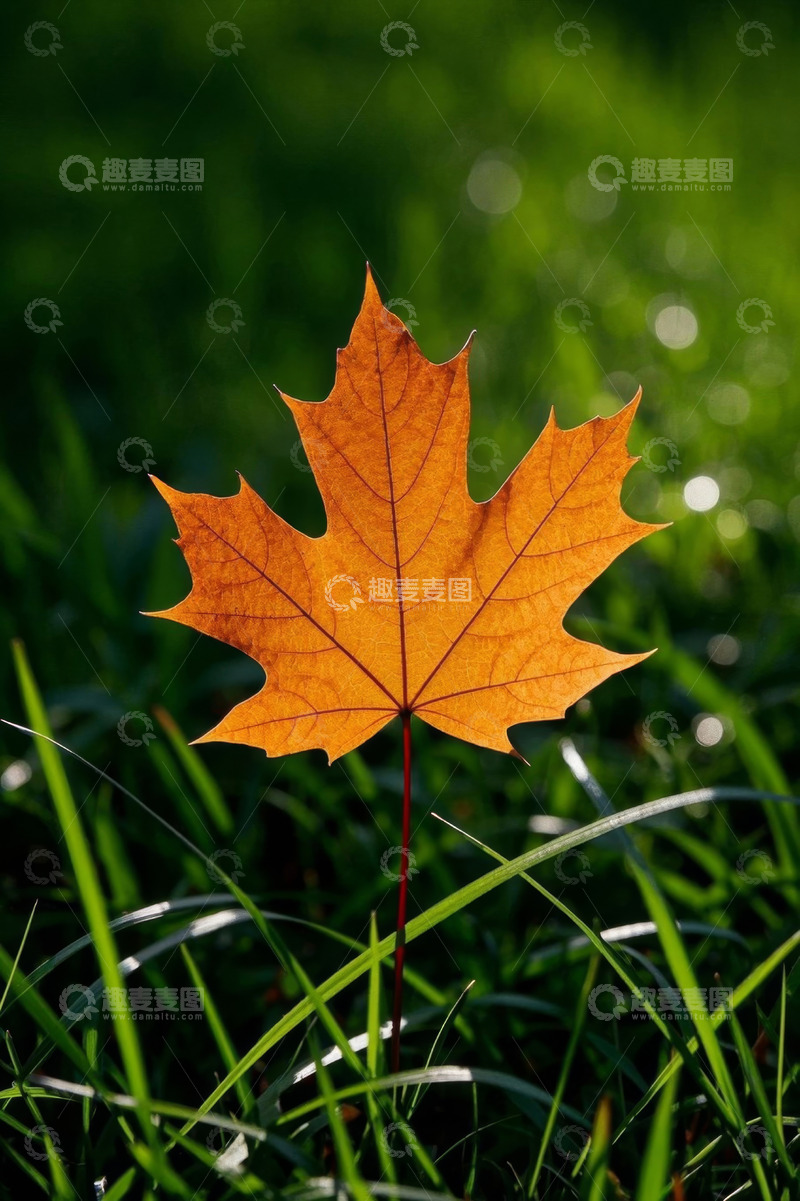 高清大图下载【趣麦麦图】草地上的黄色枫叶