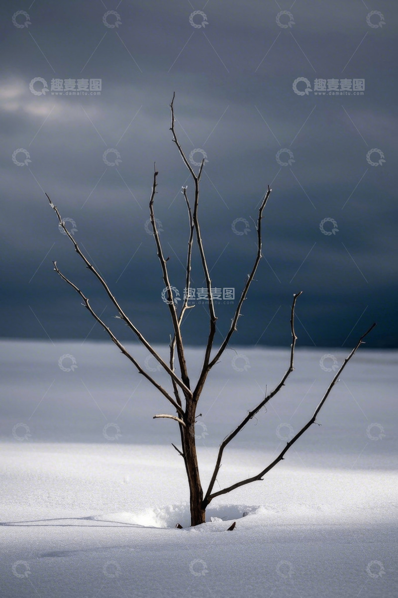 高清大图下载【趣麦麦图】雪地中孤立的枯树景象