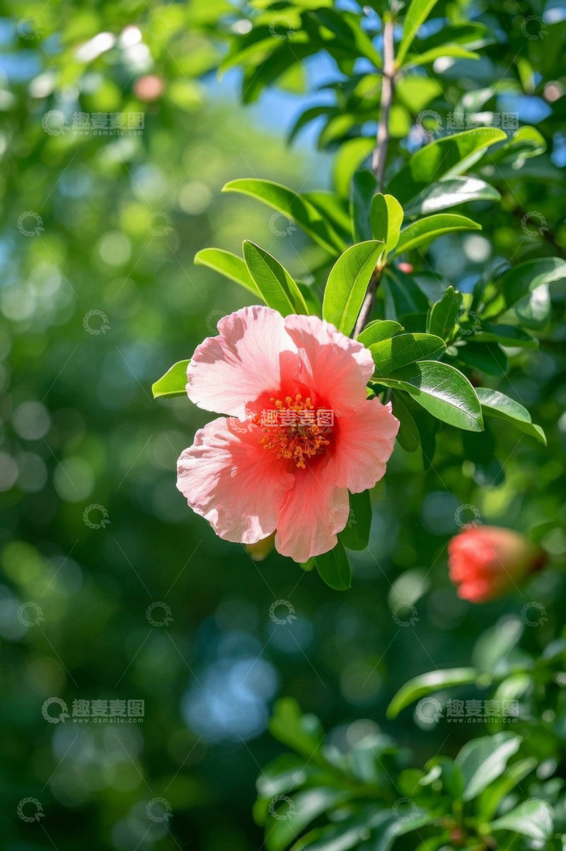 高清大图下载【趣麦麦图】娇艳盛开的粉色石榴花
