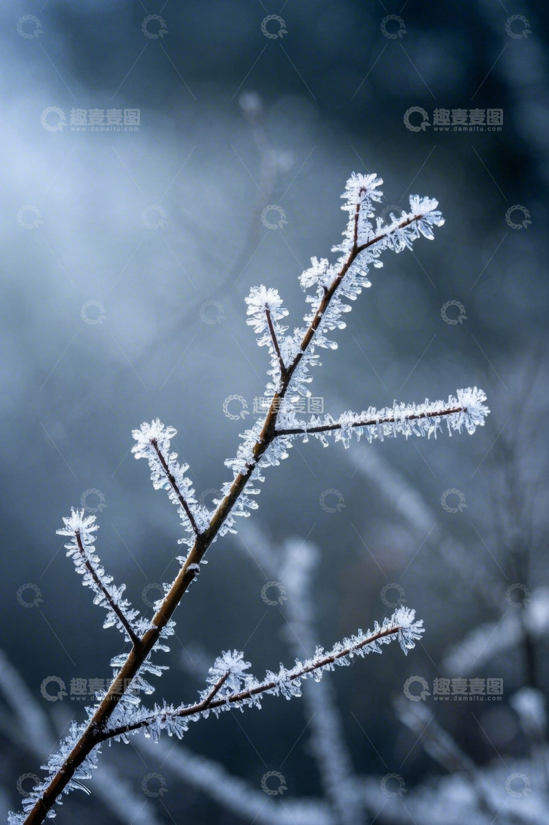 高清大图下载【趣麦麦图】覆冰树枝特写