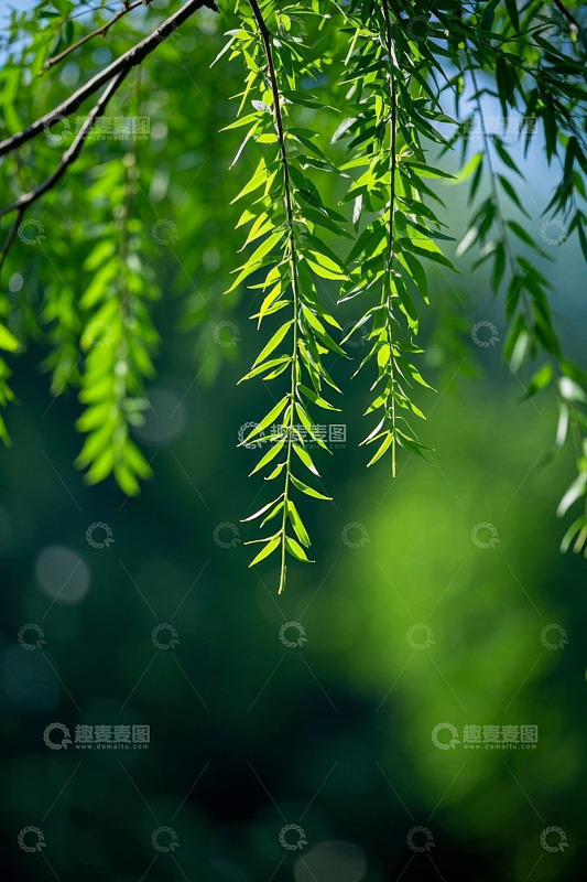 垂落的嫩绿柳树枝条