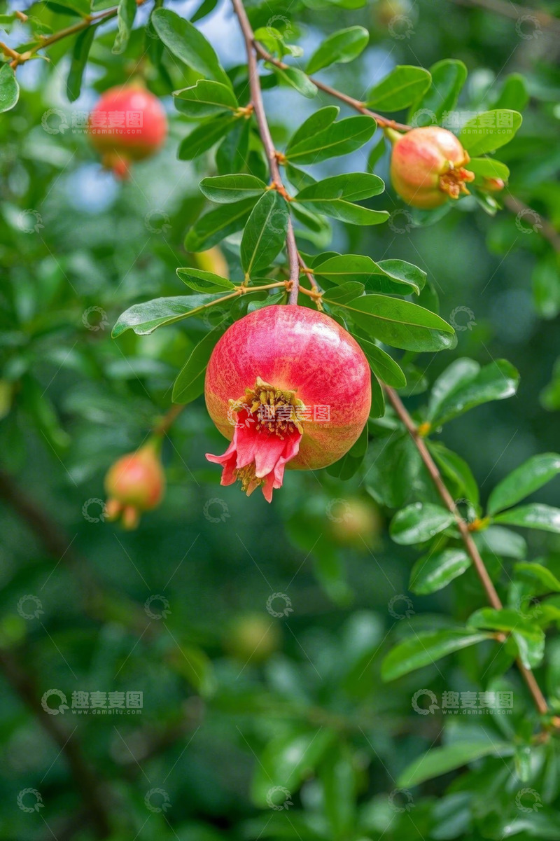 高清大图下载【趣麦麦图】枝头成熟的石榴果实