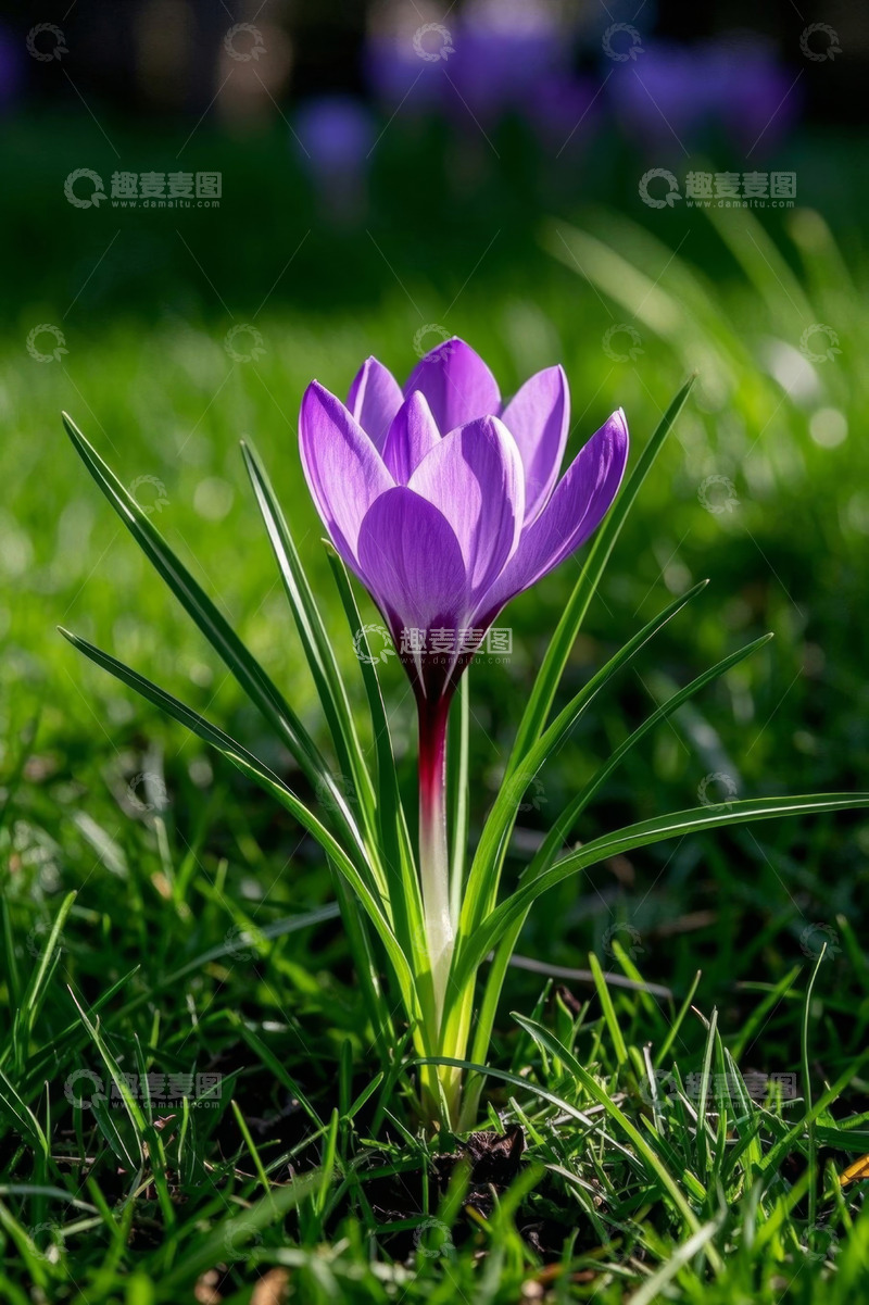 高清大图下载【趣麦麦图】草地上盛开的紫色花朵