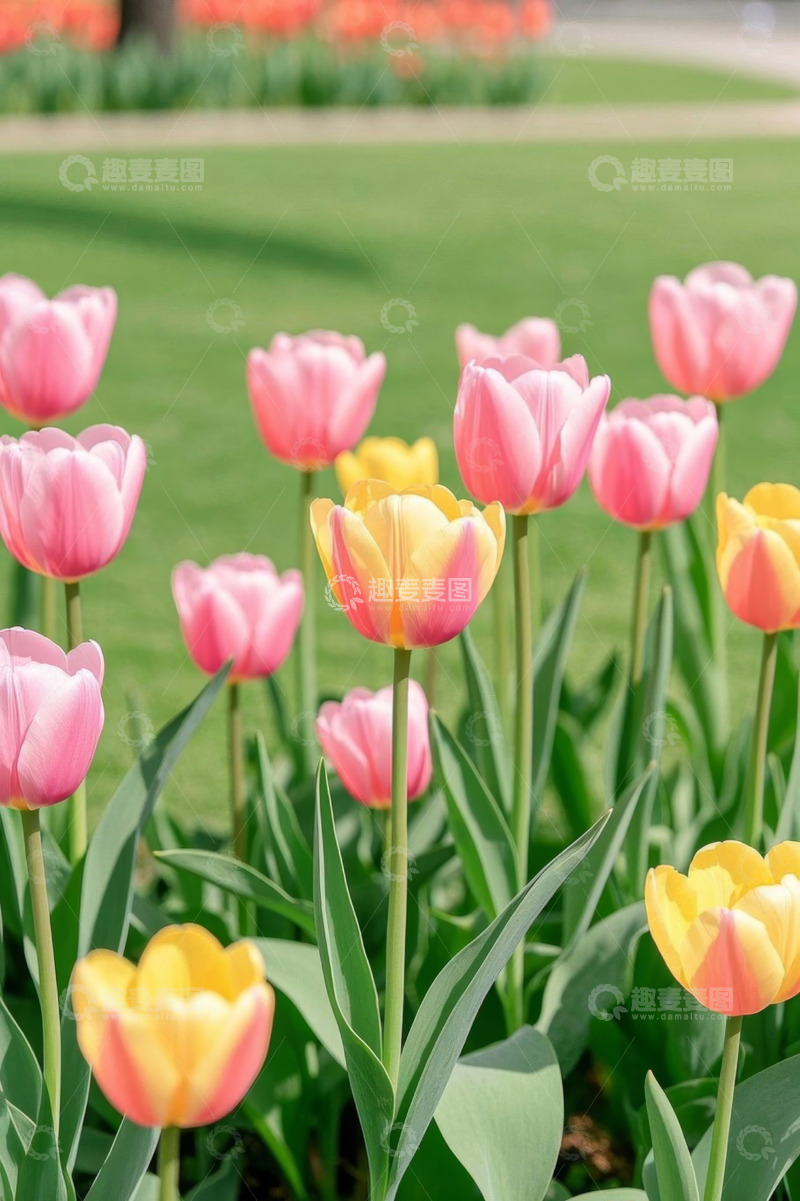 高清大图下载【趣麦麦图】户外粉色黄色郁金香花丛