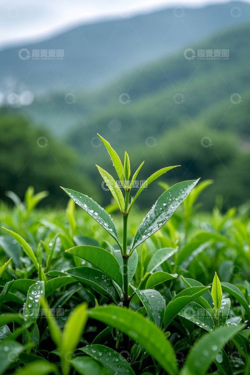 高清大图下载【趣麦麦图】带露珠的鲜嫩茶叶近景