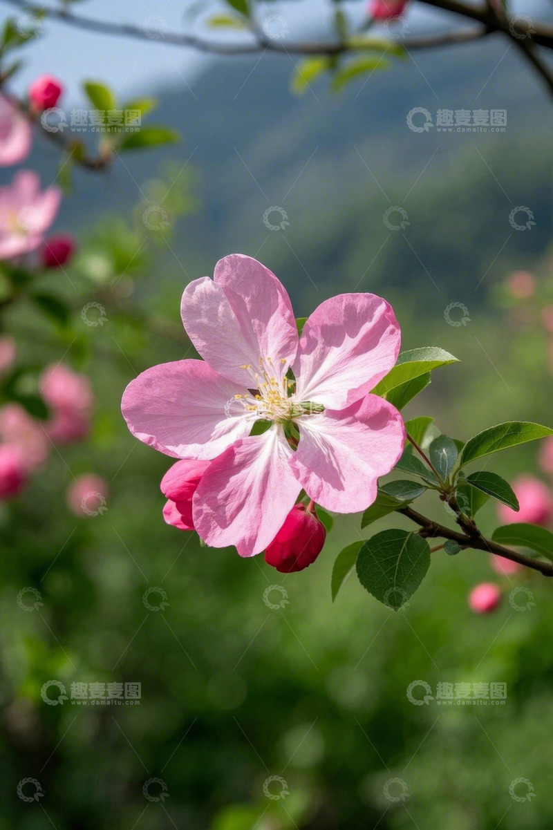 高清大图下载【趣麦麦图】特写绽放的粉色花朵