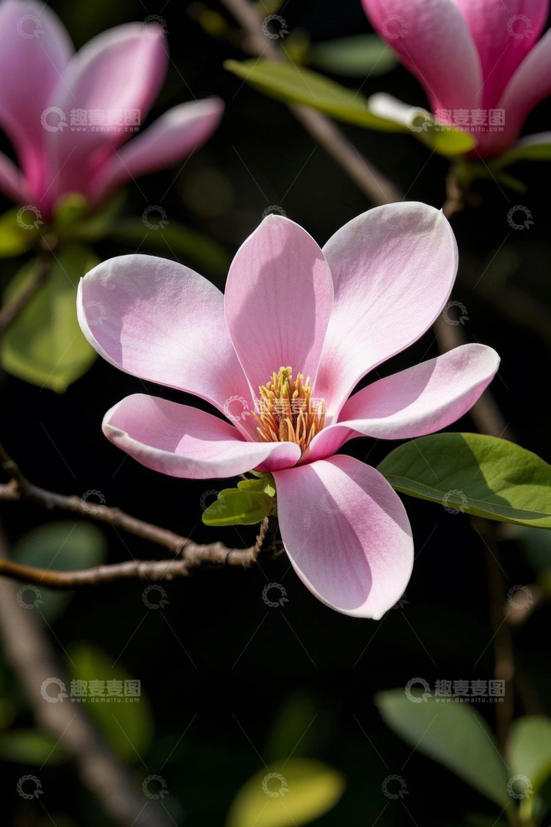 高清大图下载【趣麦麦图】粉色玉兰花特写