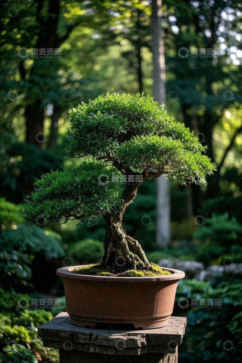 高清大图下载【趣麦麦图】盆栽盆景置于园林景观中