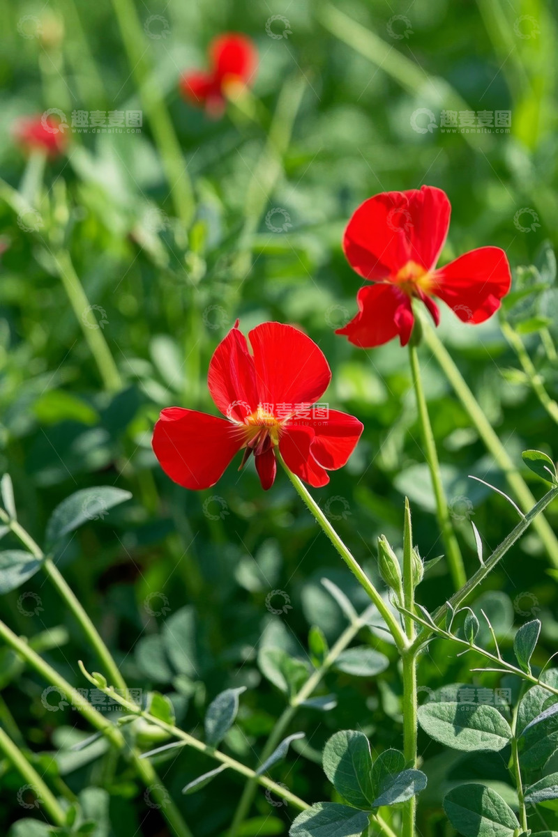 高清大图下载【趣麦麦图】红色花朵特写自然景观
