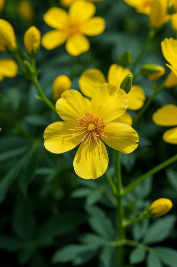 黄色小花微距特写