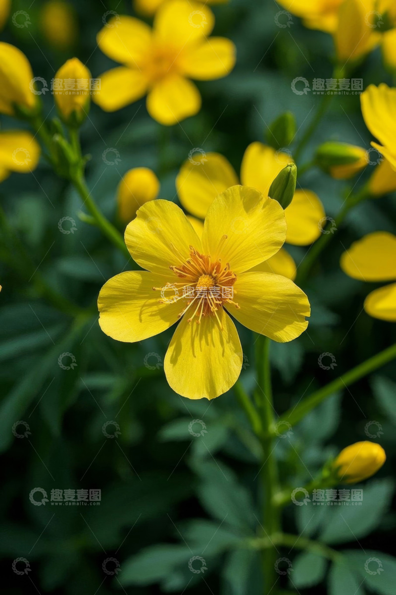 高清大图下载【趣麦麦图】黄色小花微距特写