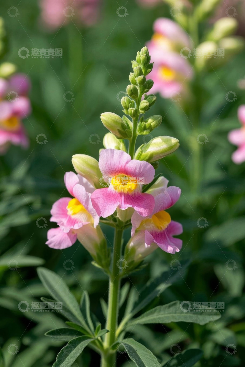 高清大图下载【趣麦麦图】粉色金鱼草花卉特写