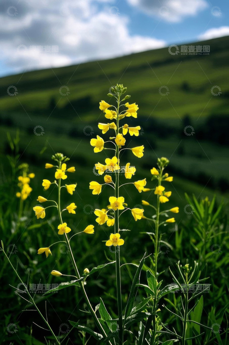 高清大图下载【趣麦麦图】田野中绽放的黄色小花