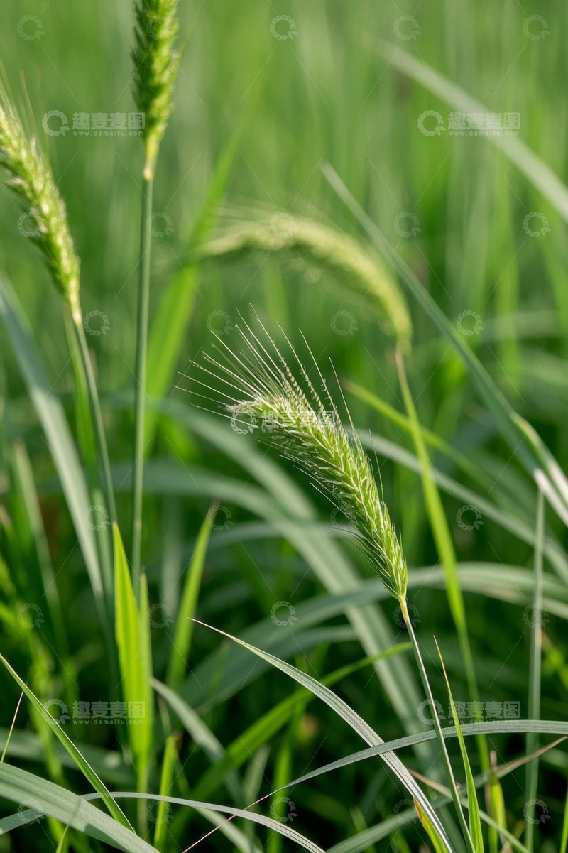 高清大图下载【趣麦麦图】特写绿色小麦植株