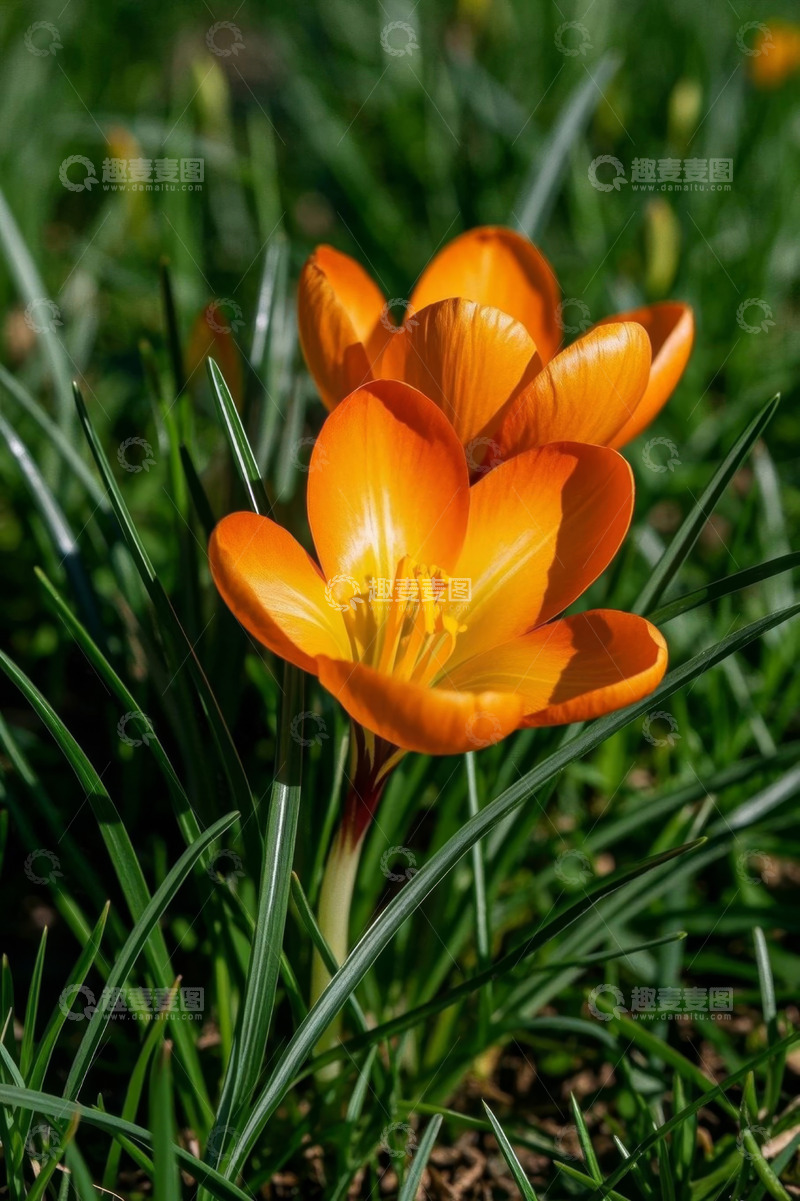 高清大图下载【趣麦麦图】橙色花朵特写