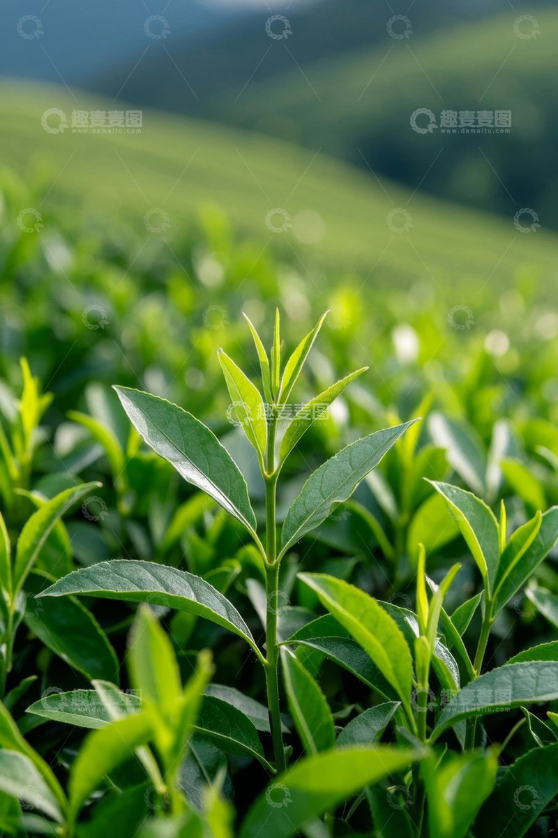 高清大图下载【趣麦麦图】茶园中的嫩绿茶叶