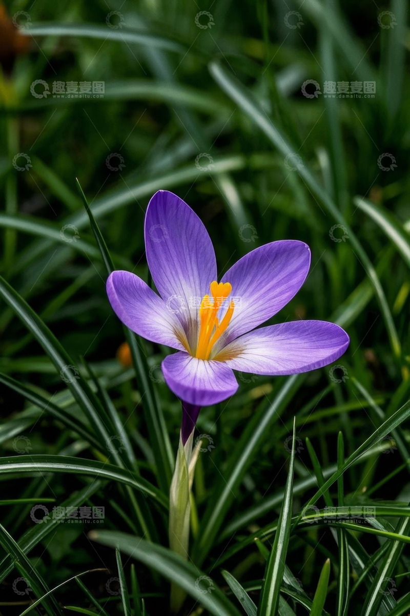 高清大图下载【趣麦麦图】紫色番红花特写
