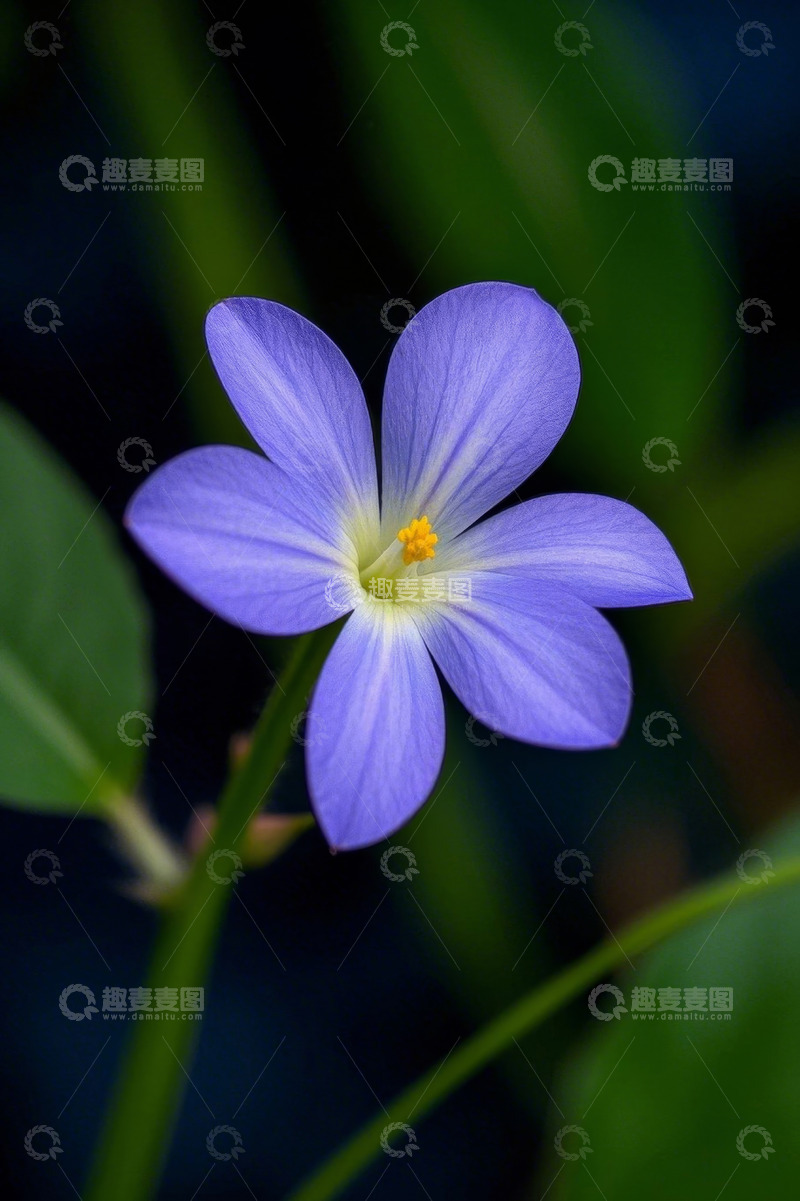 高清大图下载【趣麦麦图】紫色小花特写