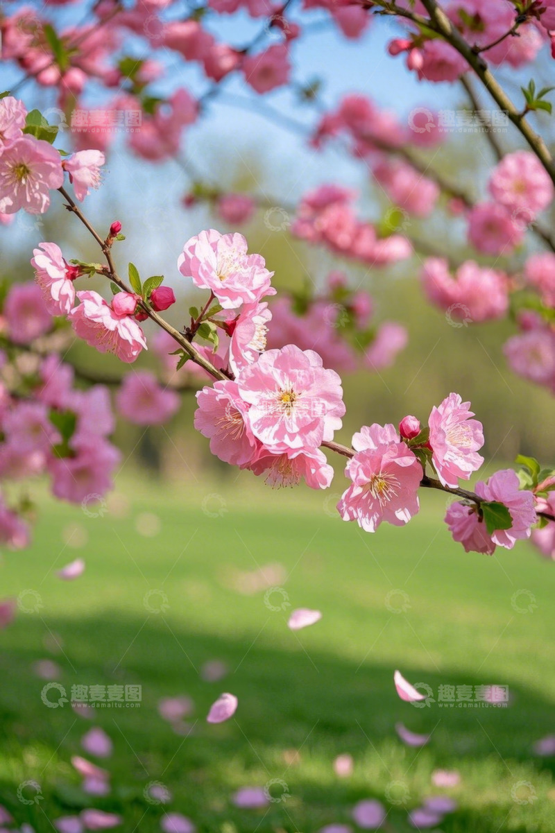 高清大图下载【趣麦麦图】枝头绽放的粉色春花