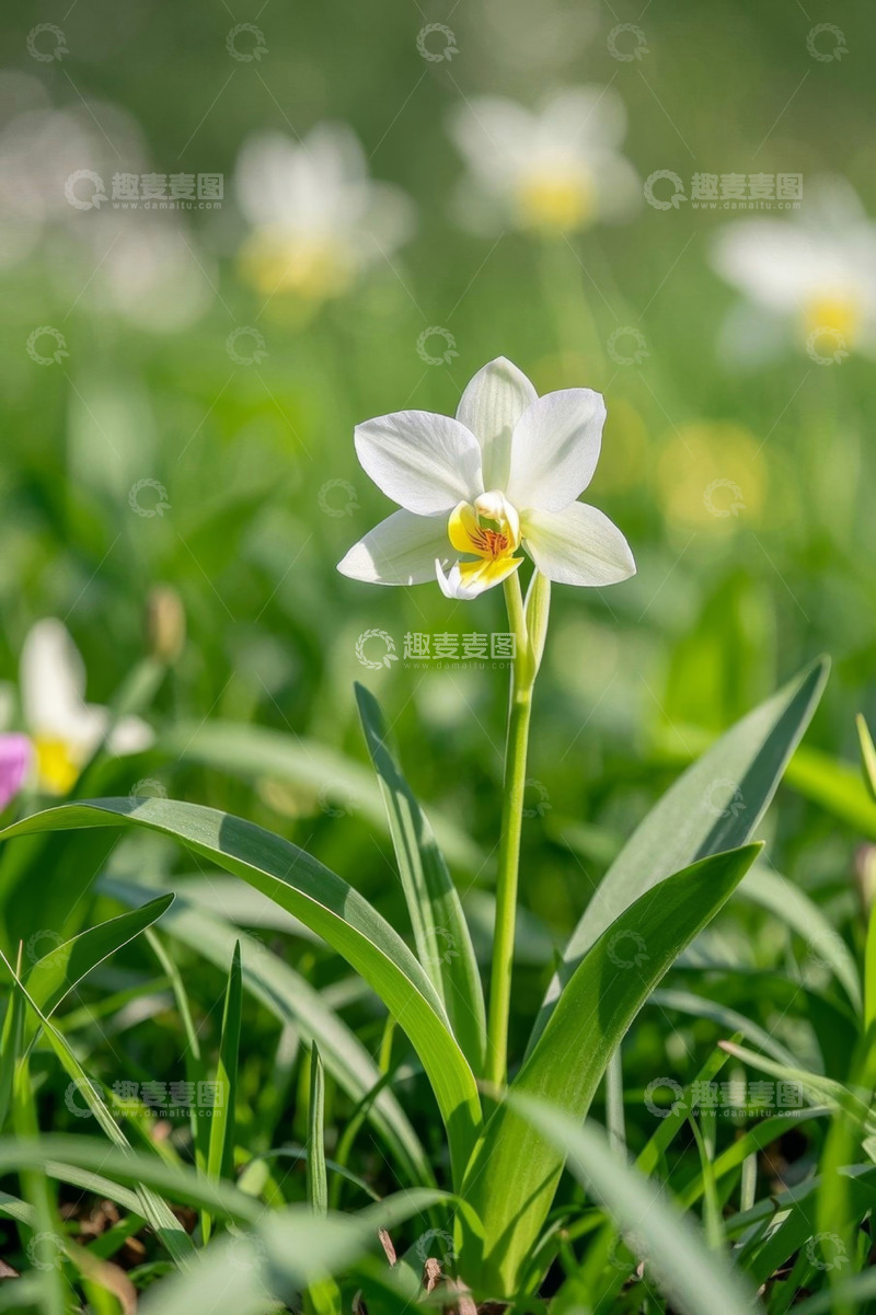 高清大图下载【趣麦麦图】白色兰花特写