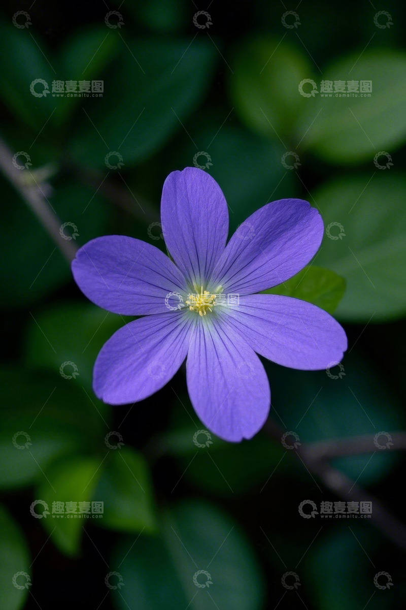 高清大图下载【趣麦麦图】紫色小花特写