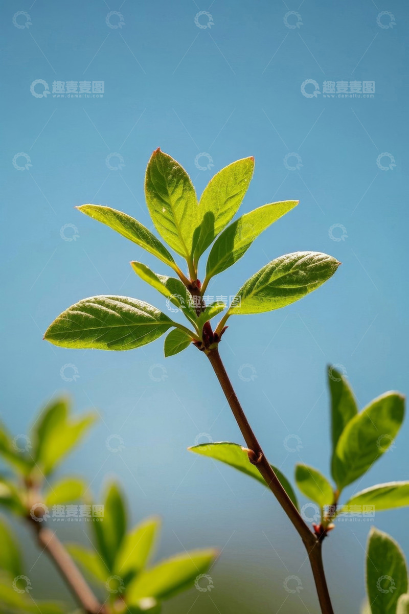 高清大图下载【趣麦麦图】阳光下嫩绿植物枝叶特写