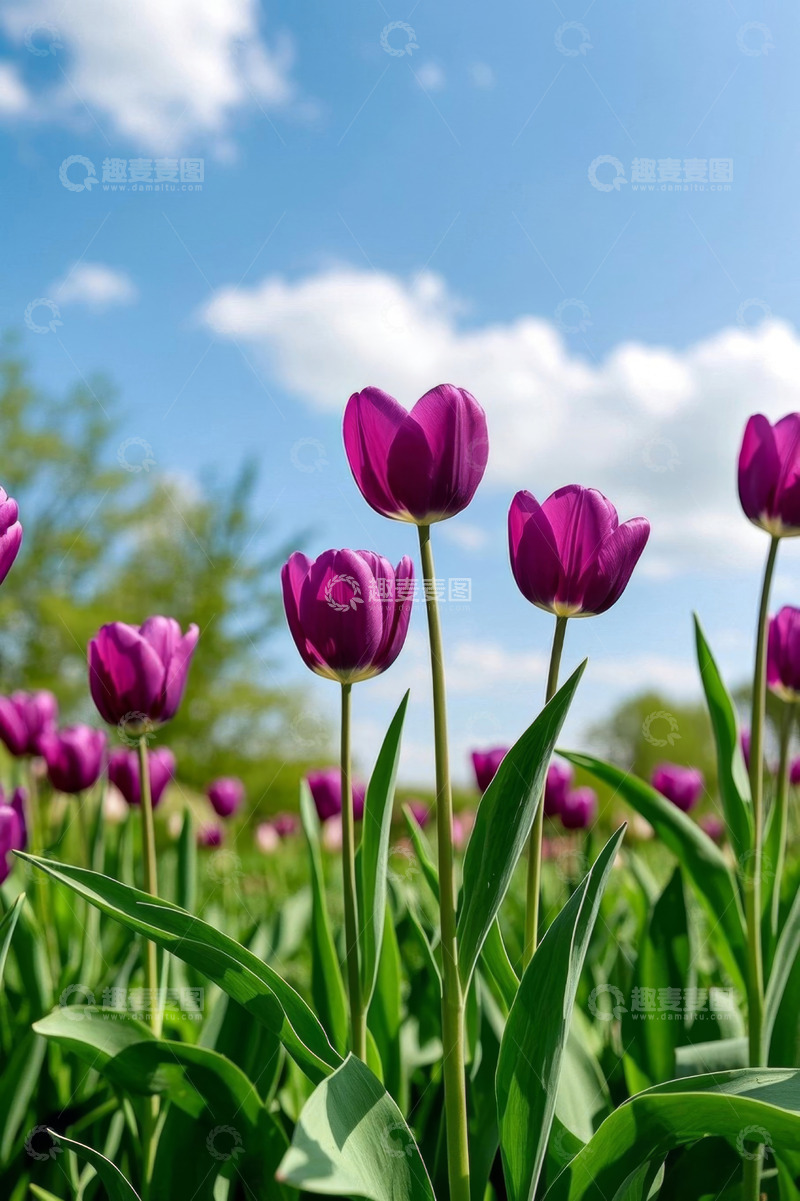 高清大图下载【趣麦麦图】紫色郁金香花丛蓝天白云背景