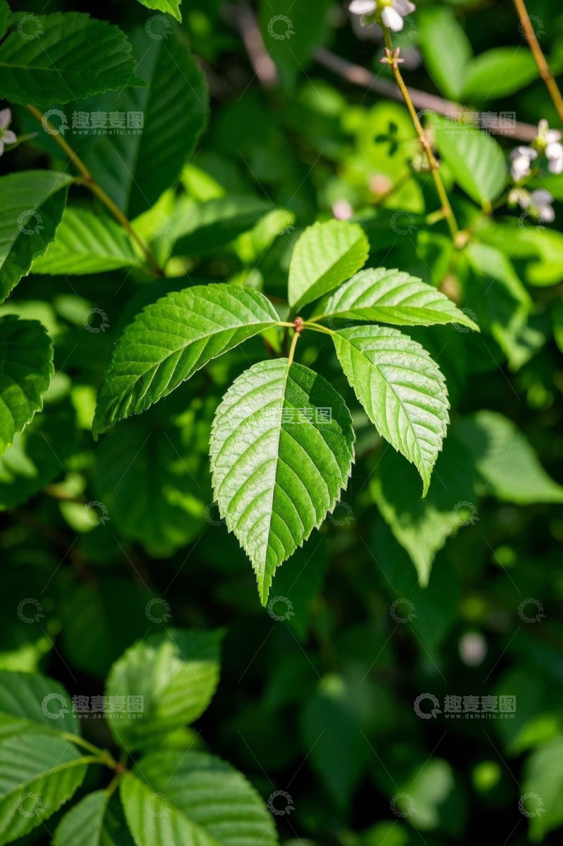 高清大图下载【趣麦麦图】阳光下的绿色植物叶片特写