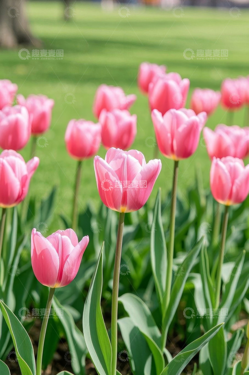 高清大图下载【趣麦麦图】户外粉色郁金香花丛
