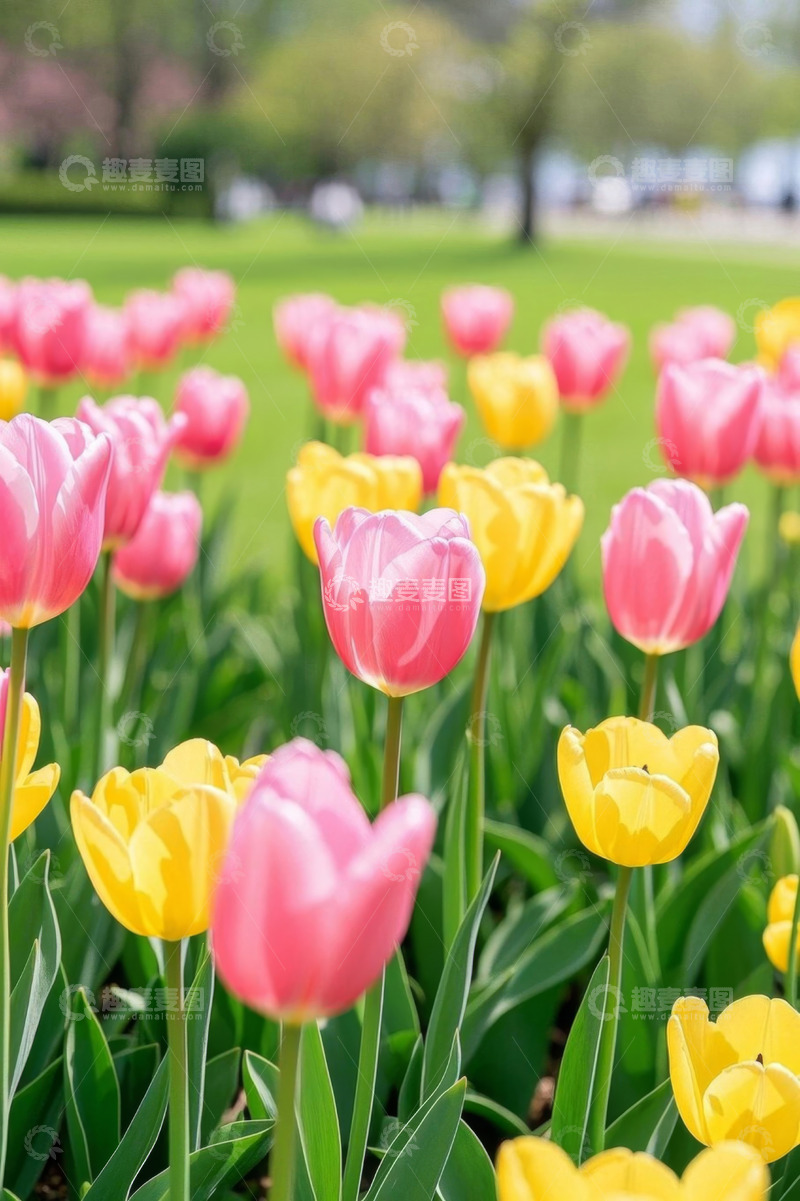高清大图下载【趣麦麦图】公园中盛开的粉色和黄色郁金香