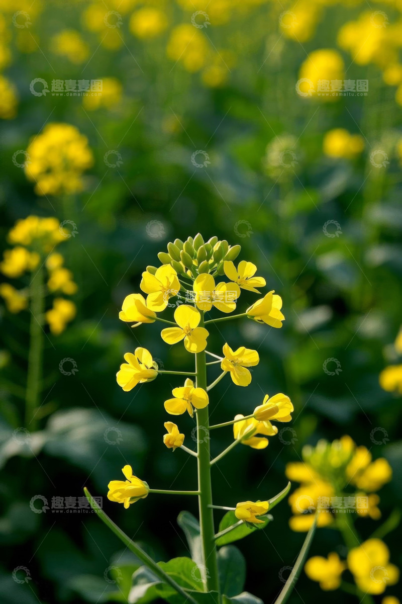 高清大图下载【趣麦麦图】黄色油菜花特写