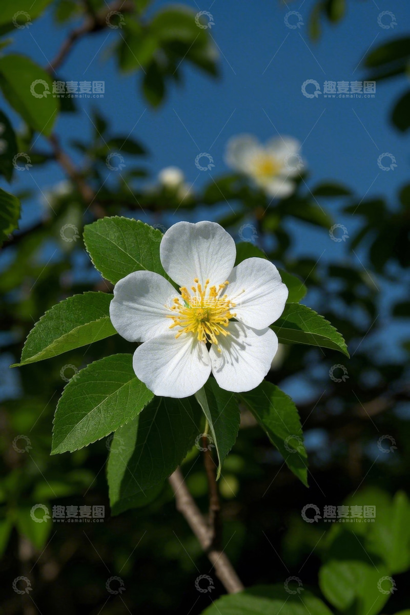 高清大图下载【趣麦麦图】白色花朵绿叶特写
