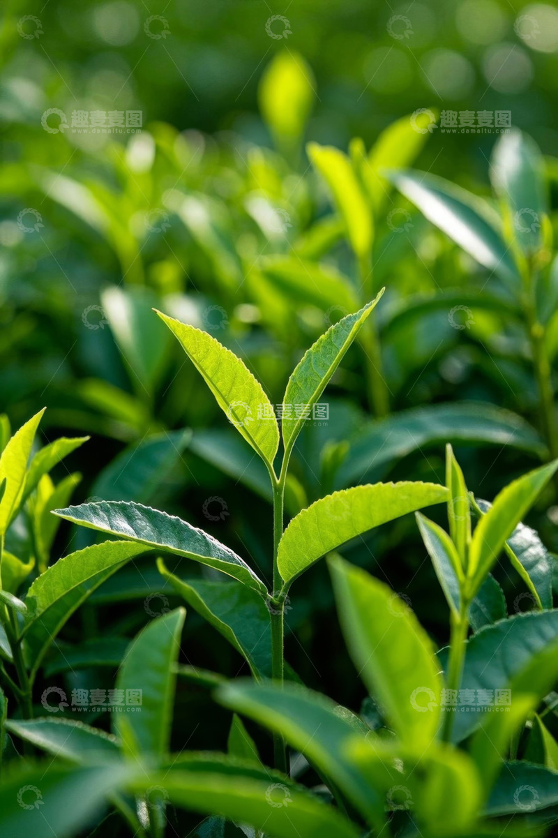高清大图下载【趣麦麦图】嫩绿茶叶特写