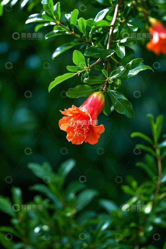 鲜艳石榴花特写