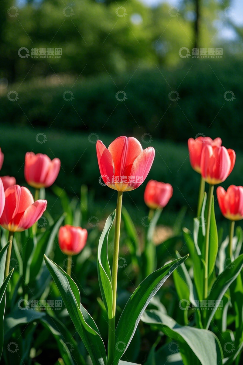 高清大图下载【趣麦麦图】户外盛开的红色郁金香