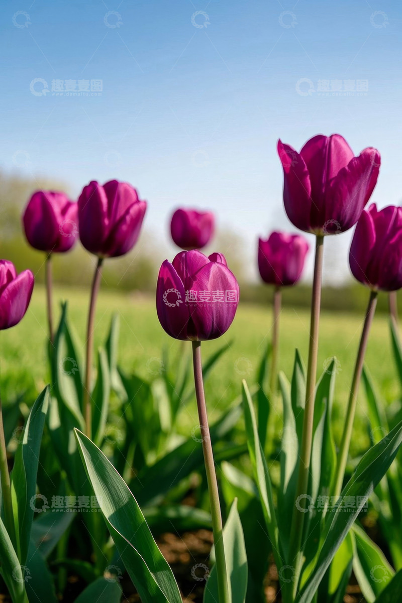 高清大图下载【趣麦麦图】紫色郁金香户外特写