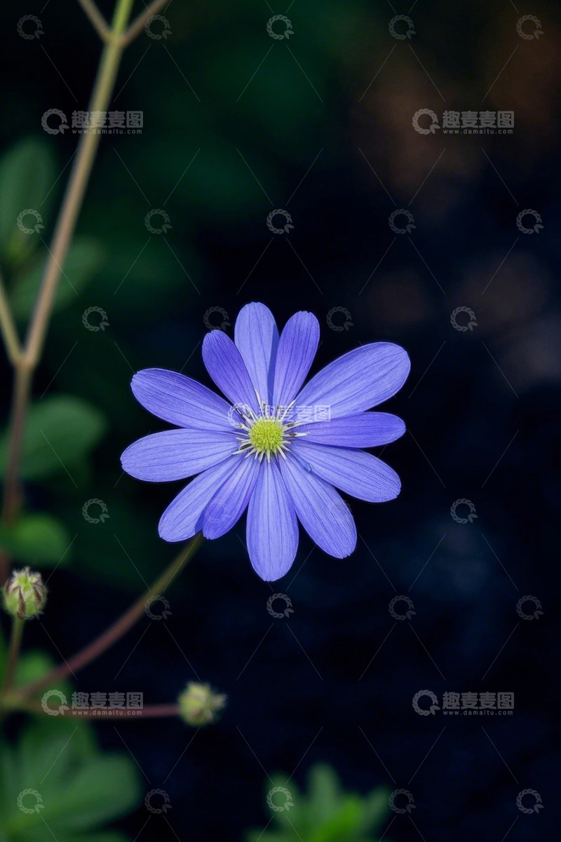 高清大图下载【趣麦麦图】蓝色小花特写