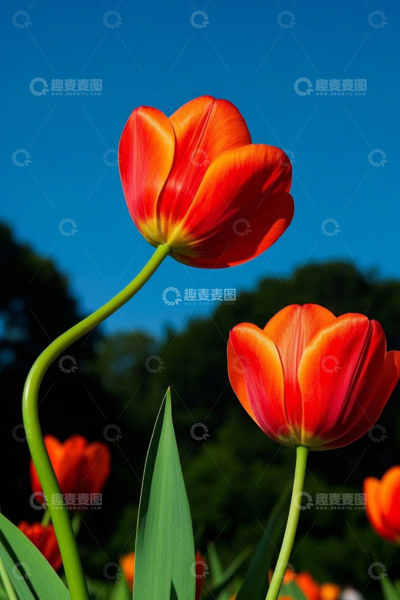 高清大图下载【趣麦麦图】阳光下绽放的红色郁金香