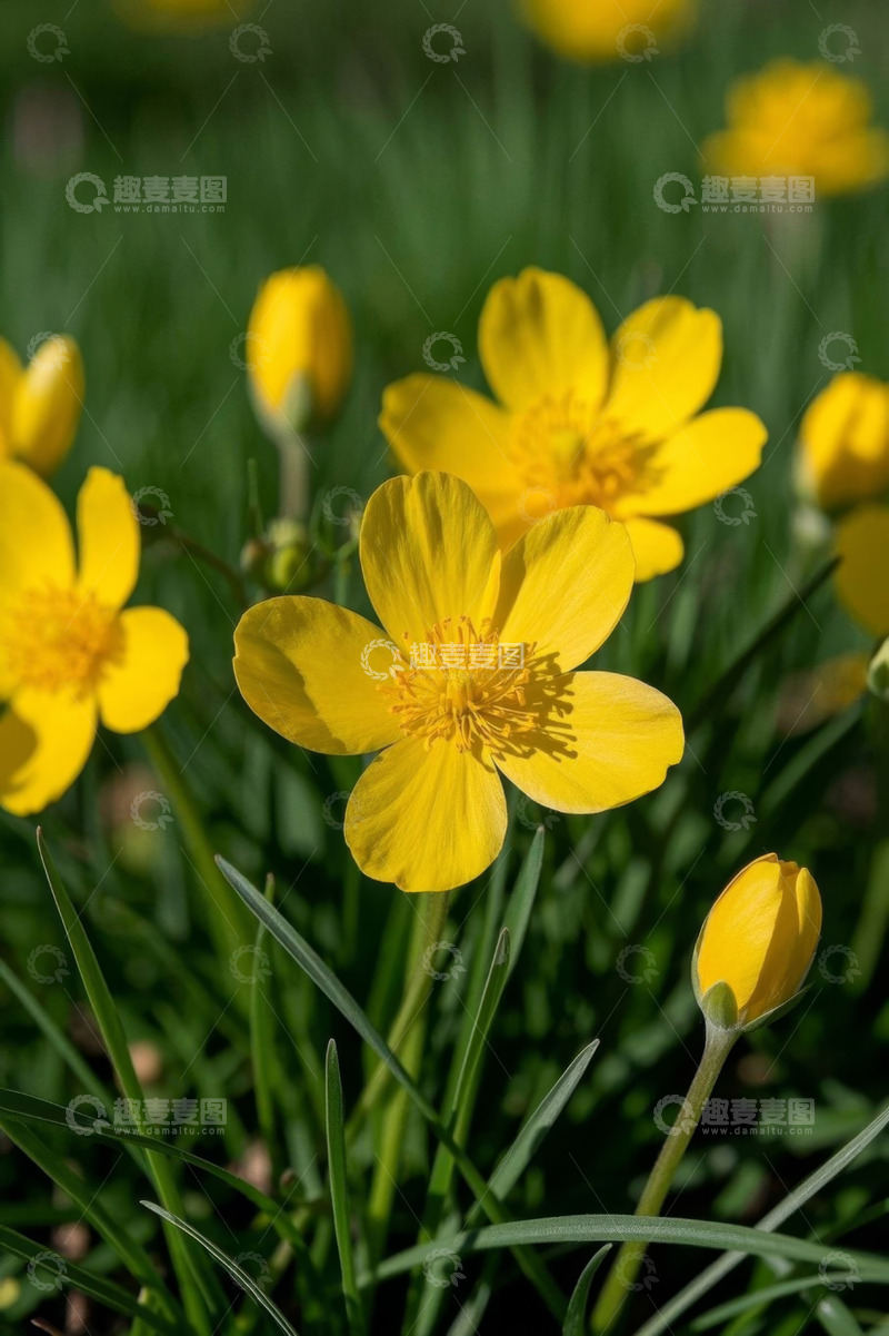 高清大图下载【趣麦麦图】黄色小花与绿色草地自然景象