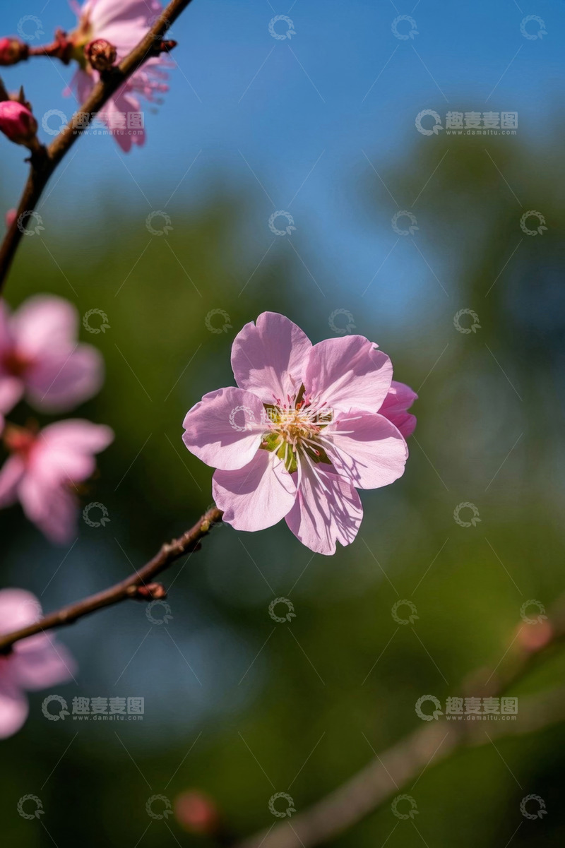 高清大图下载【趣麦麦图】粉色桃花特写